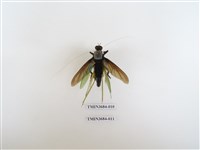 藏品(雙翅目)的圖片